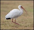 _9SB9661 white ibis